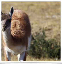 Guanaco - Attention Guanaco - Attention